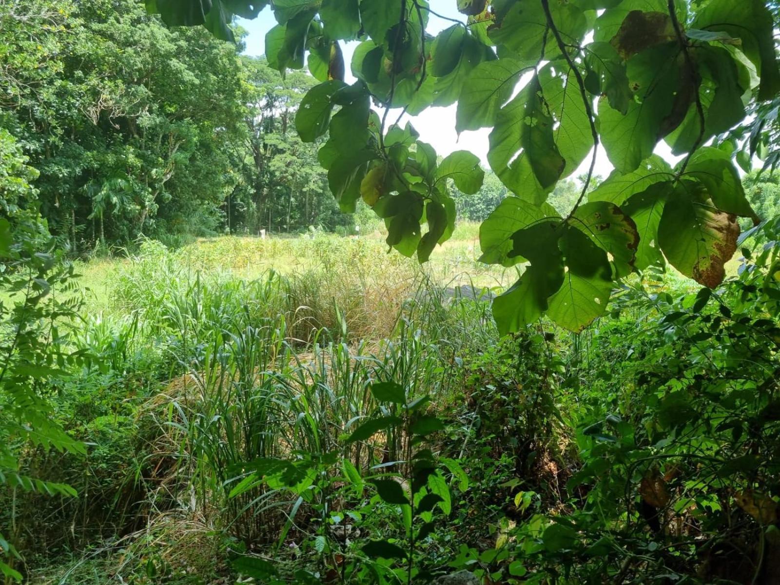 Silver Hill Ecovillage คูรูเนกาลา ภายนอก รูปภาพ