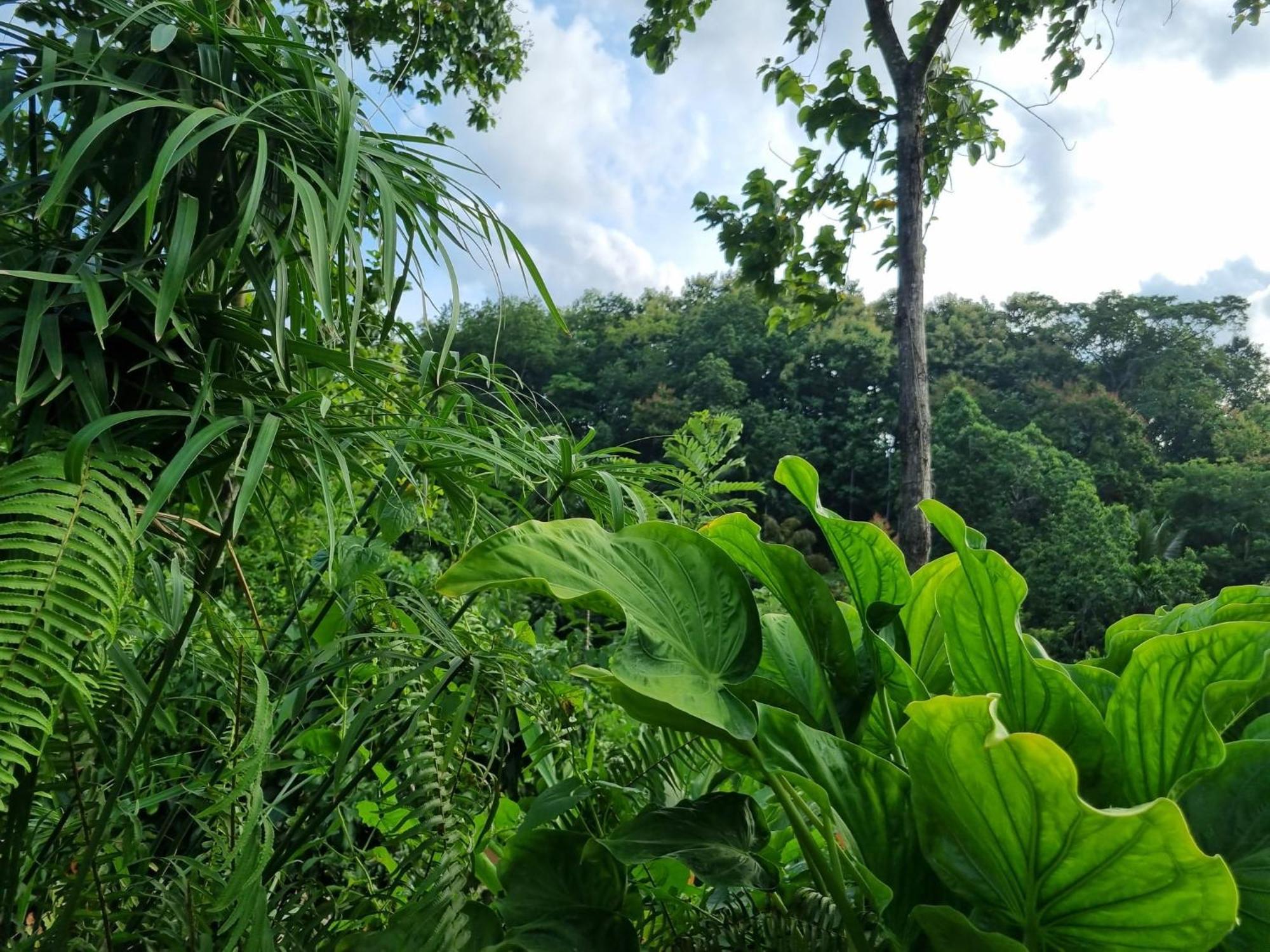 Silver Hill Ecovillage คูรูเนกาลา ภายนอก รูปภาพ