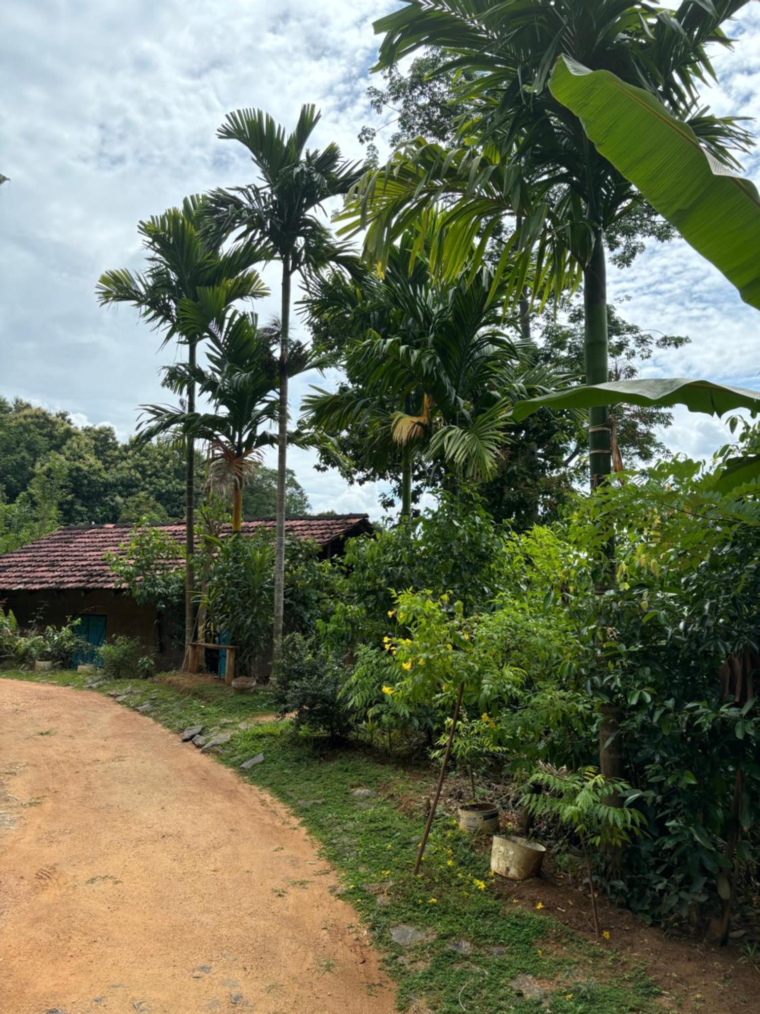 Silver Hill Ecovillage คูรูเนกาลา ภายนอก รูปภาพ